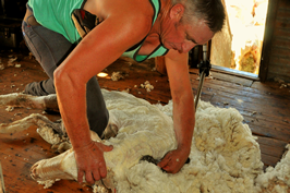 Steam Plains Shearing 022383  © Claire Parks Photography 